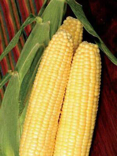Scarborough Seeds Corn Early Sunglow 25 Seeds, Only 62 days!