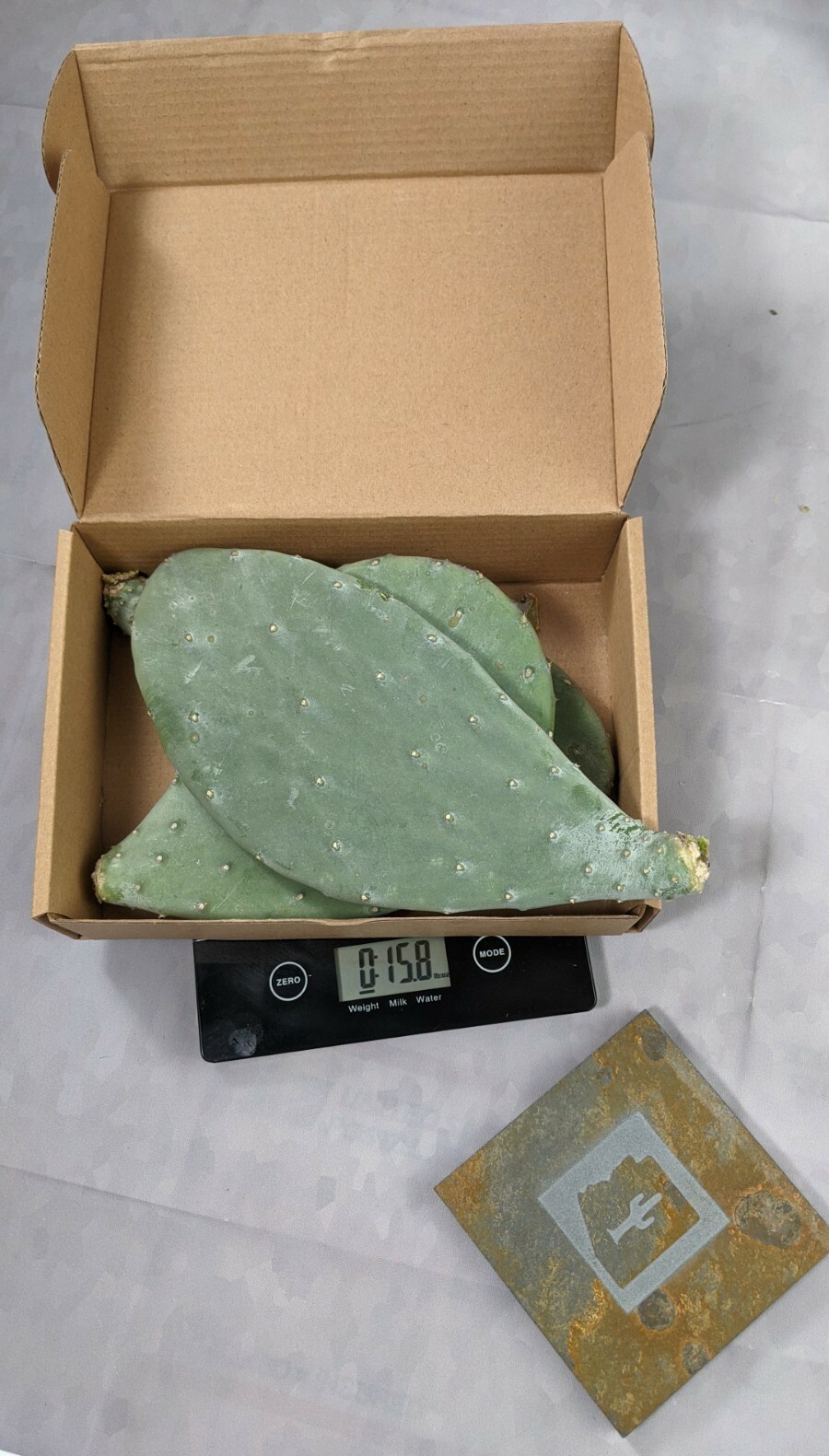 1lb Spineless Prickly Pear Opuntia Cactus From Arizona (1lb includes packaging)