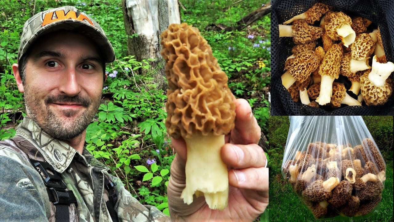 Morel Mushroom Spores in Sawdust Bag Jumbo Grow Kit Makes 25 gal FREE SHIPPING