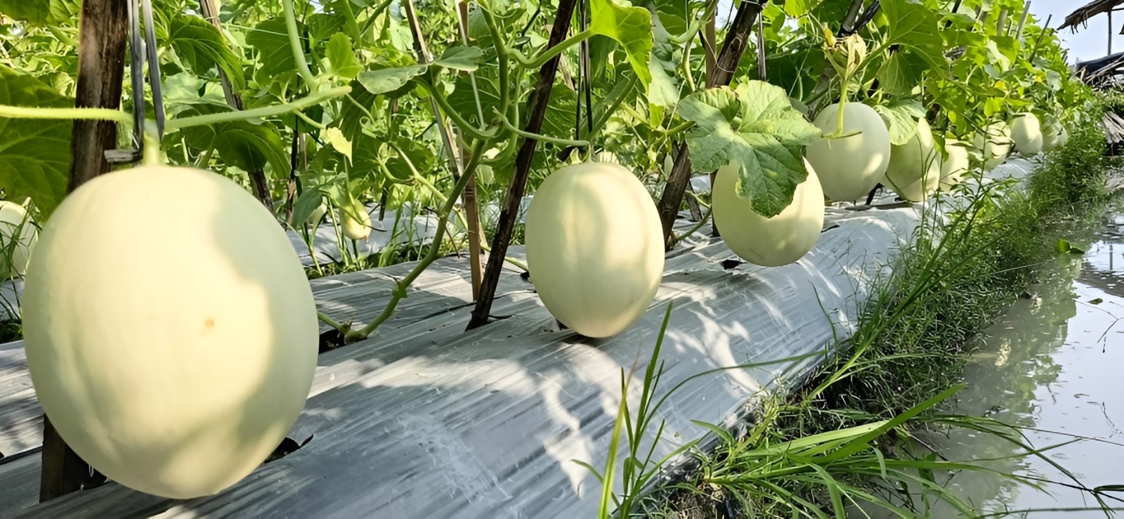 40 Premium Heirloom Green Flesh Honeydew Melon Seeds – Super Sweet&Tart