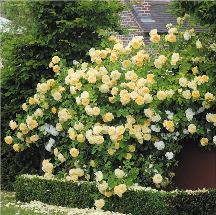300+Mixed Climbing Rose Rosa Seeds for Planting Outdoors -Heirloom Garden red