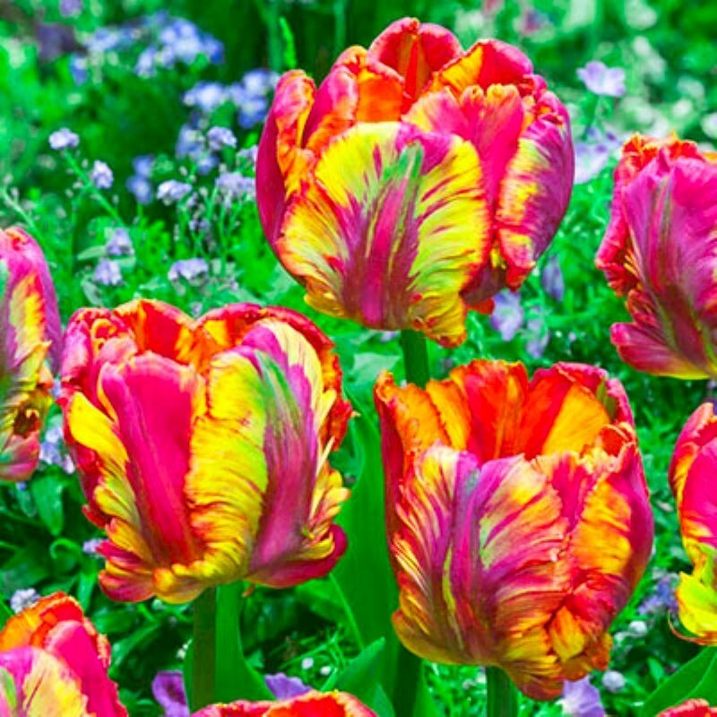 50 Parrot Tulip Seeds Heirloom Flower Plant (much less money than bulbs)