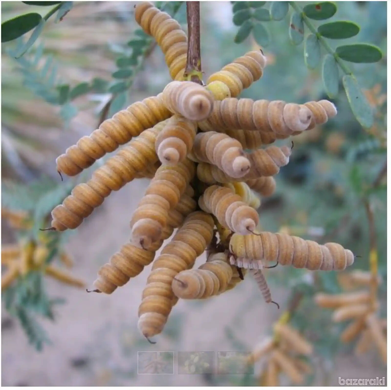 WOW RARE Prosopis Pubescens Strombocarpa Od Screwbean Mesquite edible pods Plant