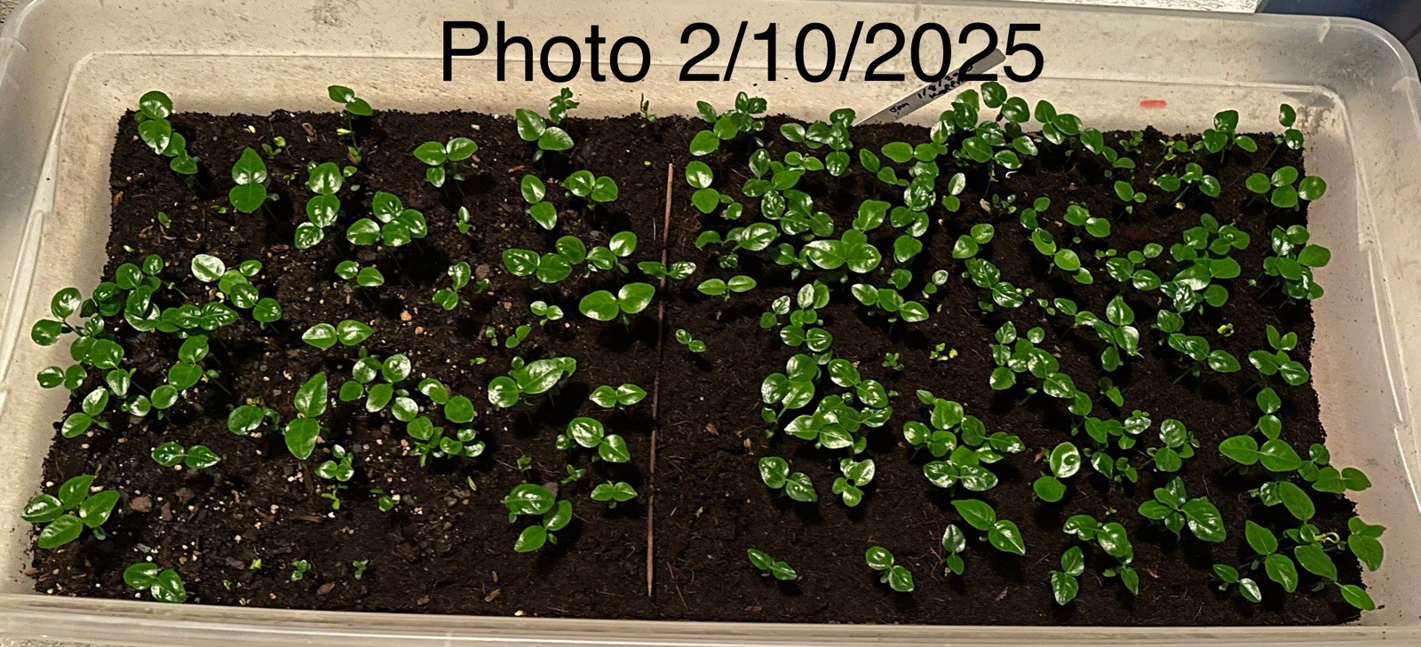 50+ Kaffir Lime Seeds Harvested 9/2025 Always Fresh And New Seeds มะกรูด
