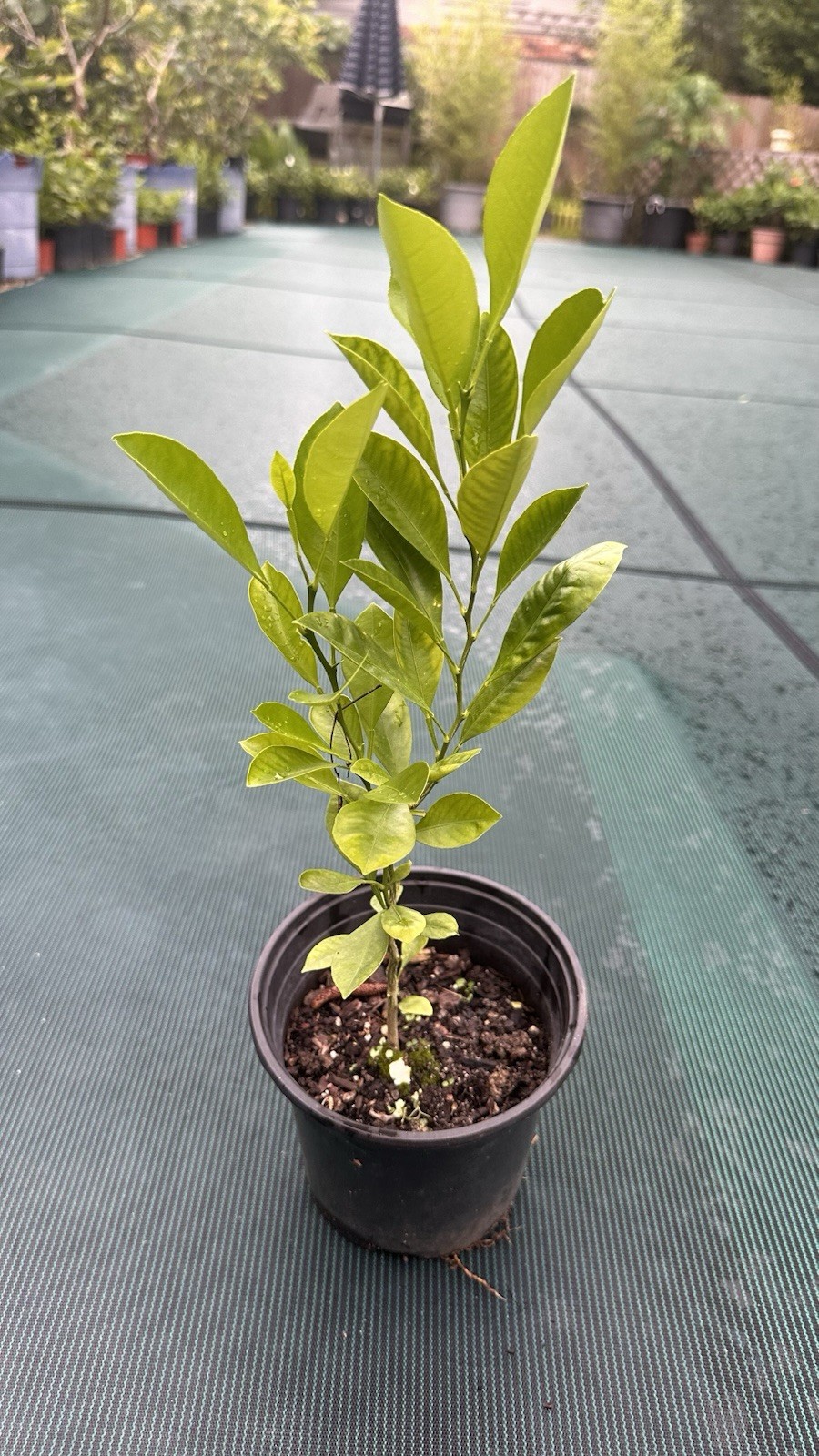 Calamondin/Calamansi seedling 14” (Citrofortunella Microcarpa) No Ship Ca