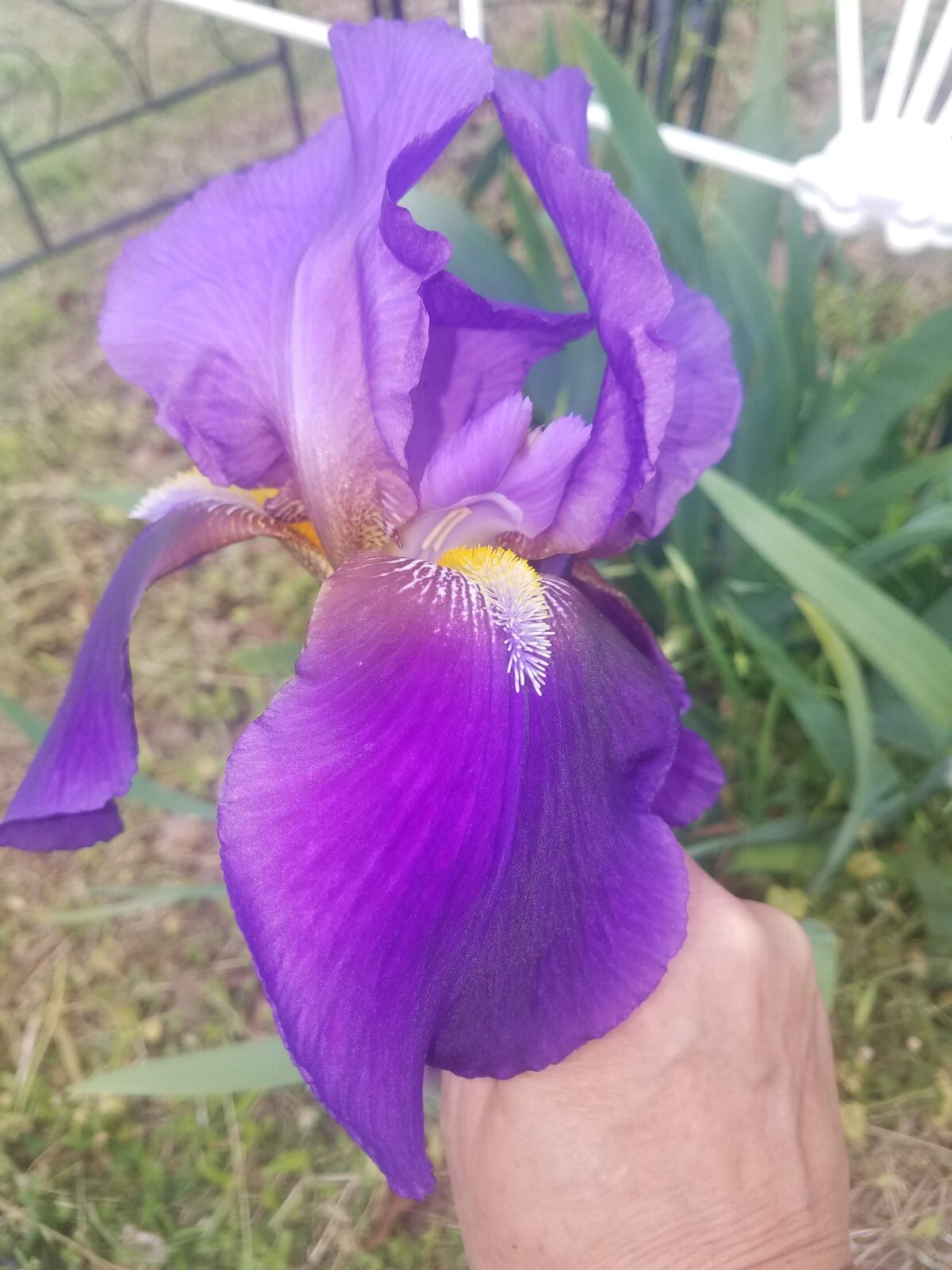 20x FRESH MIXED VARIETIES/COLORS BEARDED IRIS Bulbs/Rhizomes FRESH
