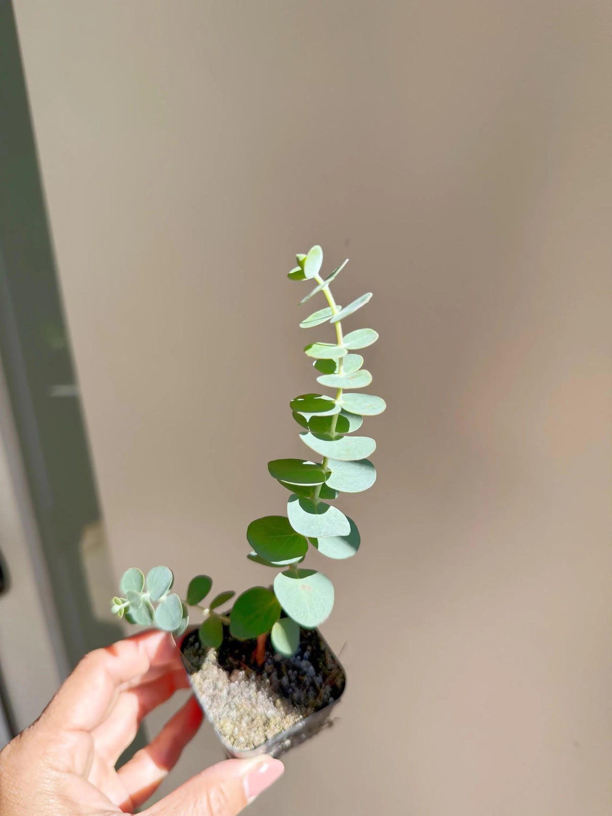 Spiral Gray Eucalyptus – Fragrant Evergreen Starter Tree