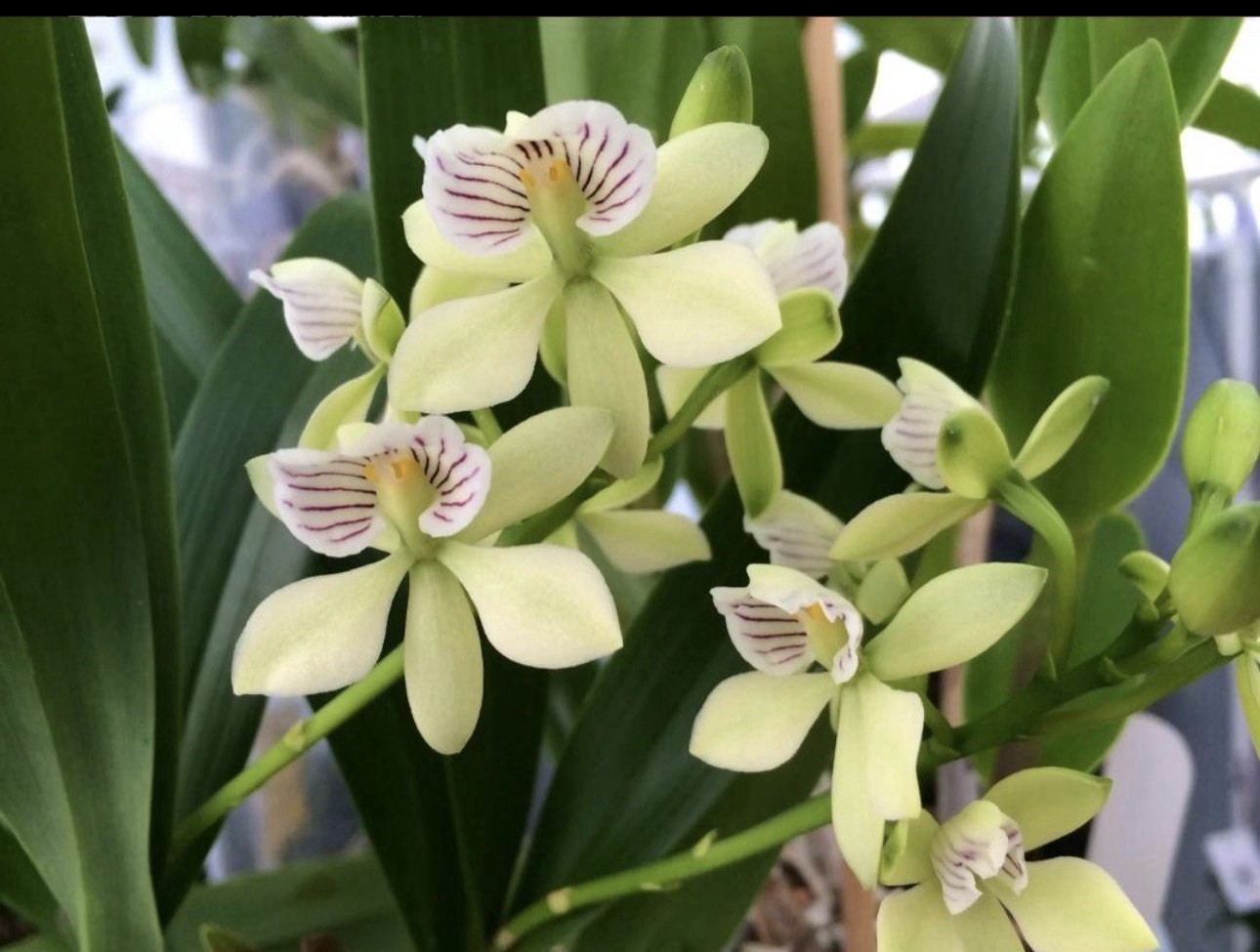 Prosthechea radiata Orchid Live Potted Plant, Flowering, Medium Sun