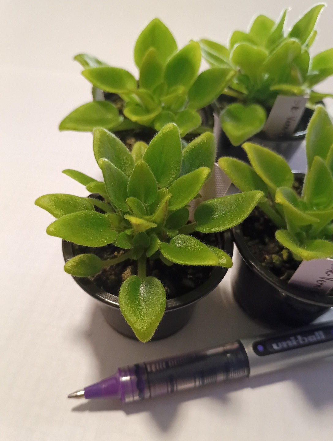 African Violet ~ SK-Vernisazh (Micro Mini) ~ Healthy Live Plant