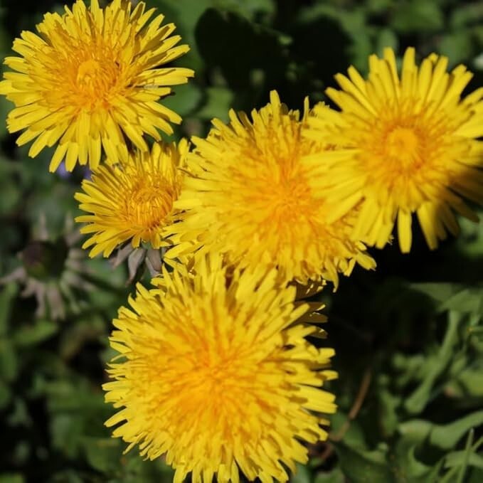 Dandelion Live Plant 3-6 Inch Tall in 4 Inch Pot – Live Dandelion Plants