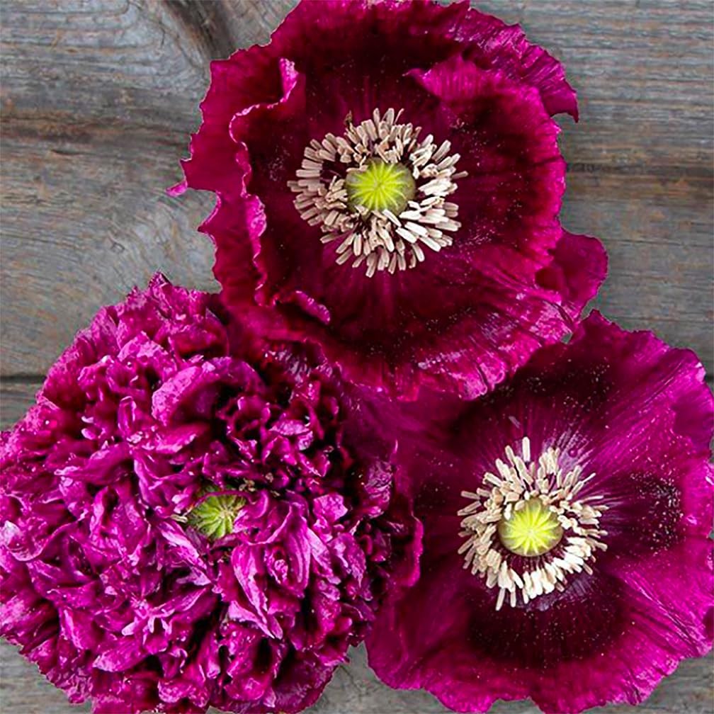 Black Poppy Seeds for Planting – 300 Fresh Dark Purple Wildflower Seeds