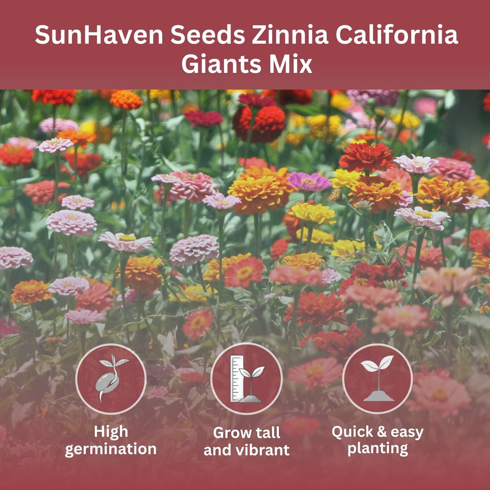 SunHaven Seeds Zinnia 1 Ounce, Red, White, Pink, Yellow, Violet, and Orange