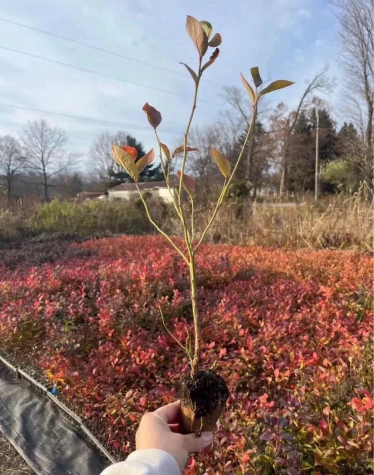 Blueberry Plants – Rooted Cuttings – QTY: 5