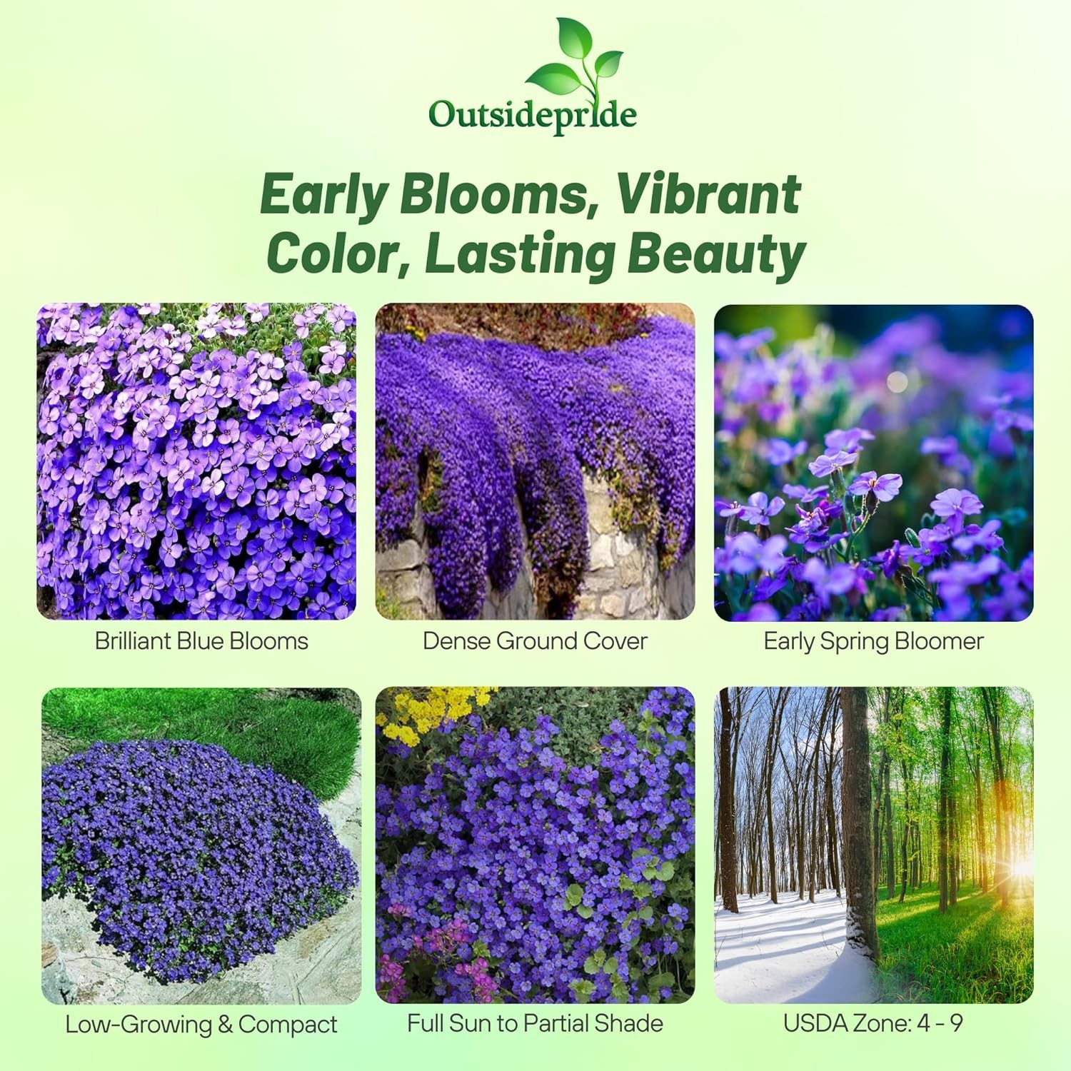 2000 Seeds Cascading Blue Rock Cress Seeds – Aubrieta Seeds Hybrida Ground