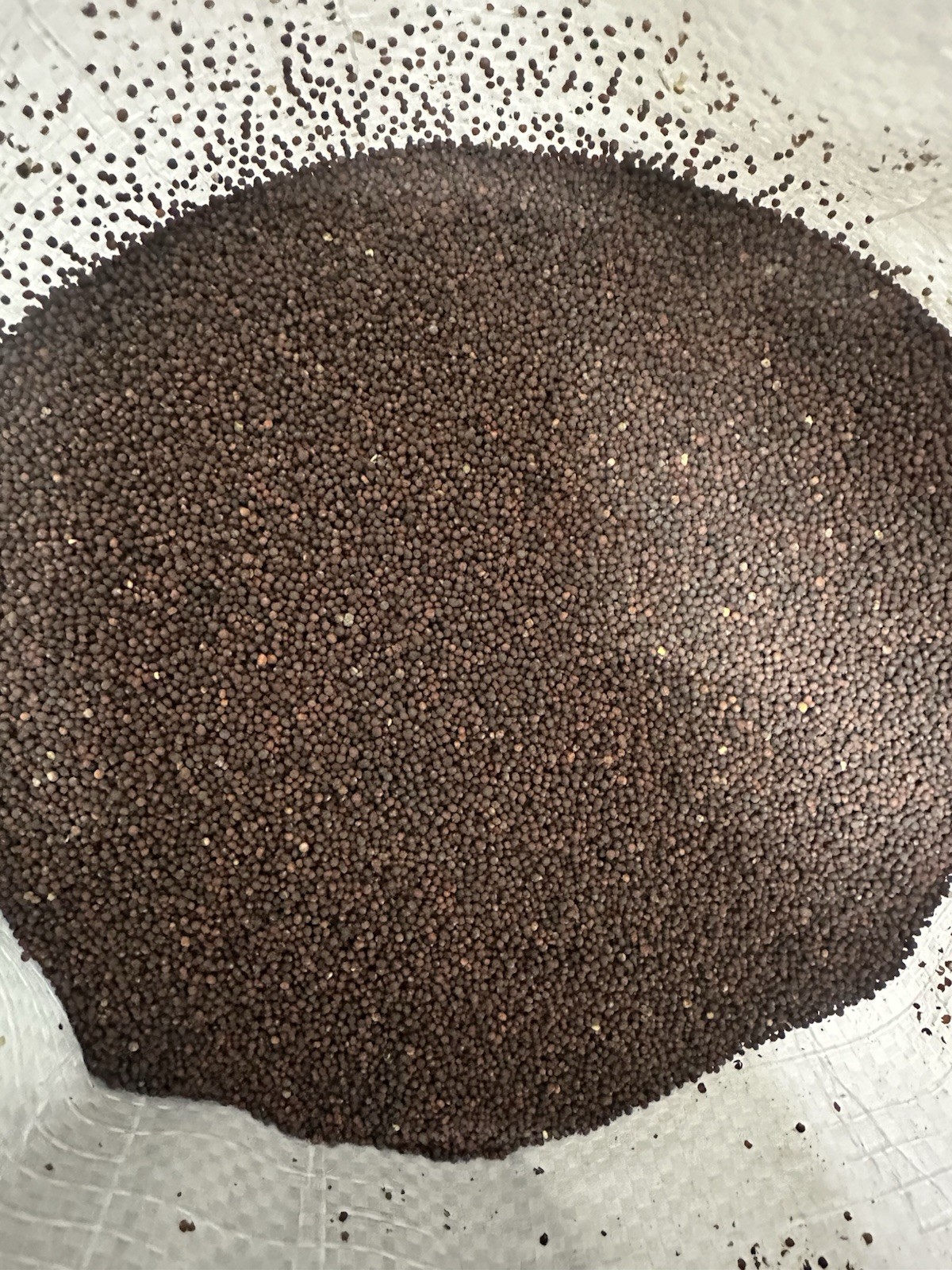 10 LBS Purple Top Turnip FOOD PLOT SEED, Deer, Turkey, Wildlife