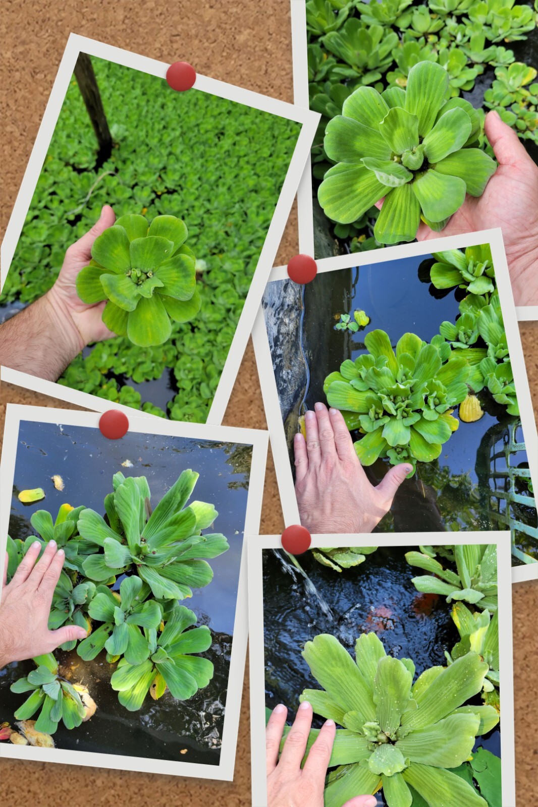 “10 to 15” XL WATER LETTUCE, POND PLANTS