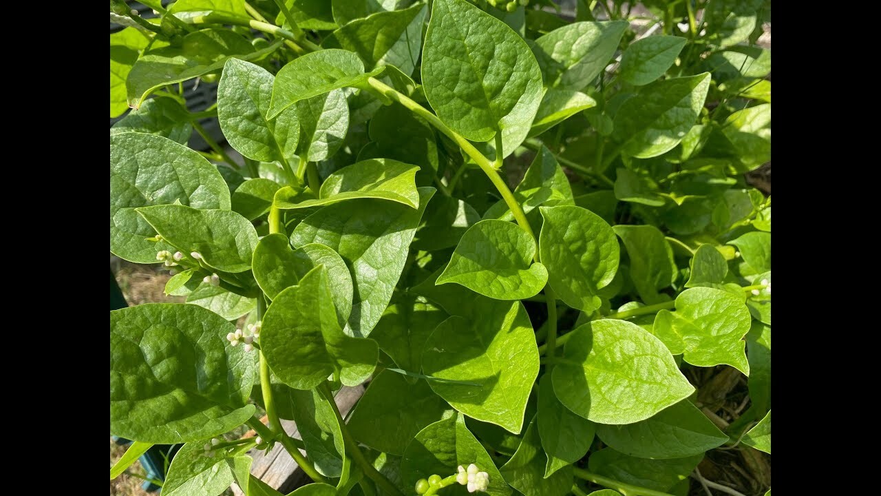 150+Malabar Spinach Seeds Mong Toi Ceylon Vine Spinach GMO Free Perennial