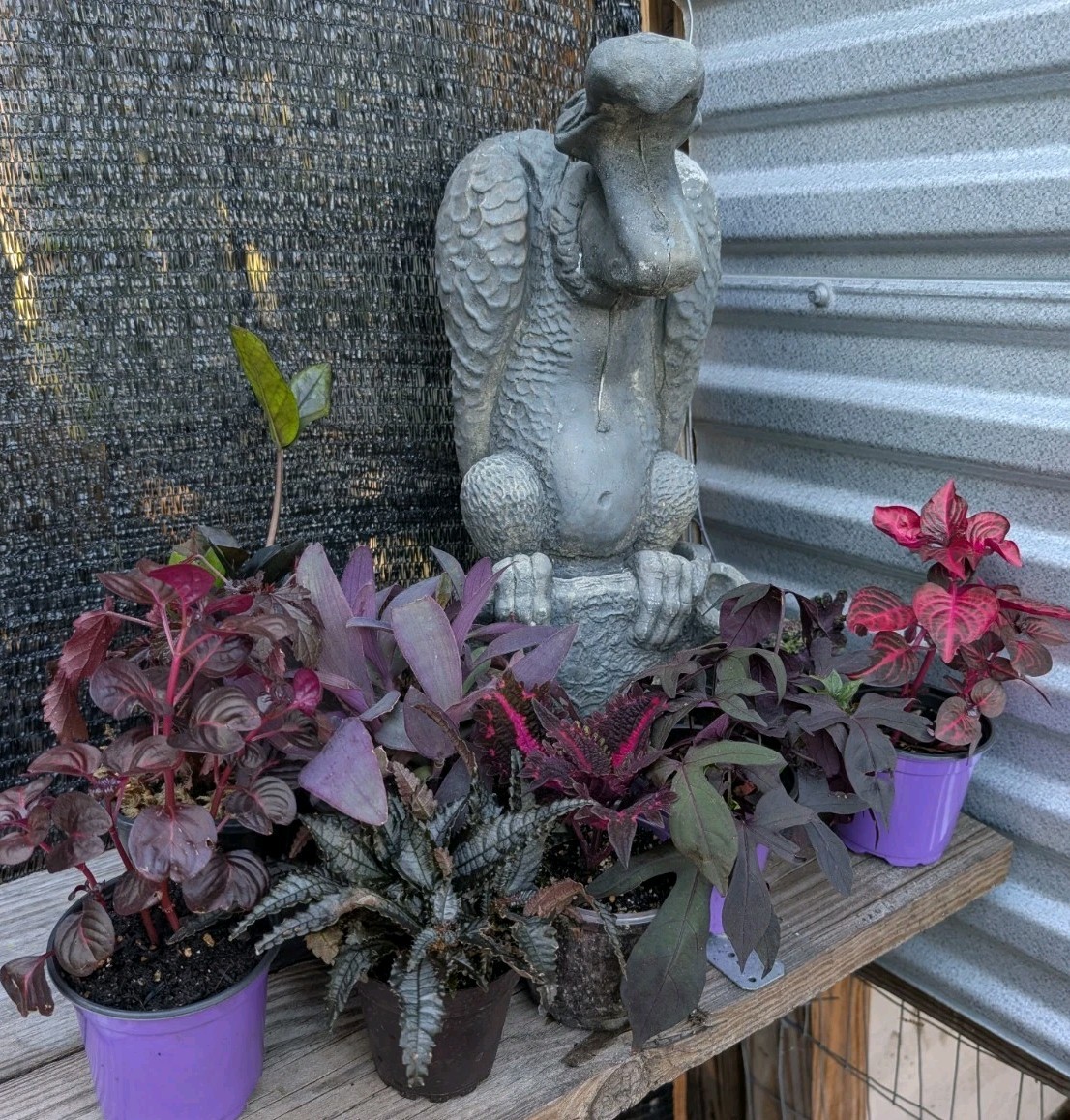 Goth Live Plant Bundle Dark Foliage Houseplants Black Purple Red Witchy Decor