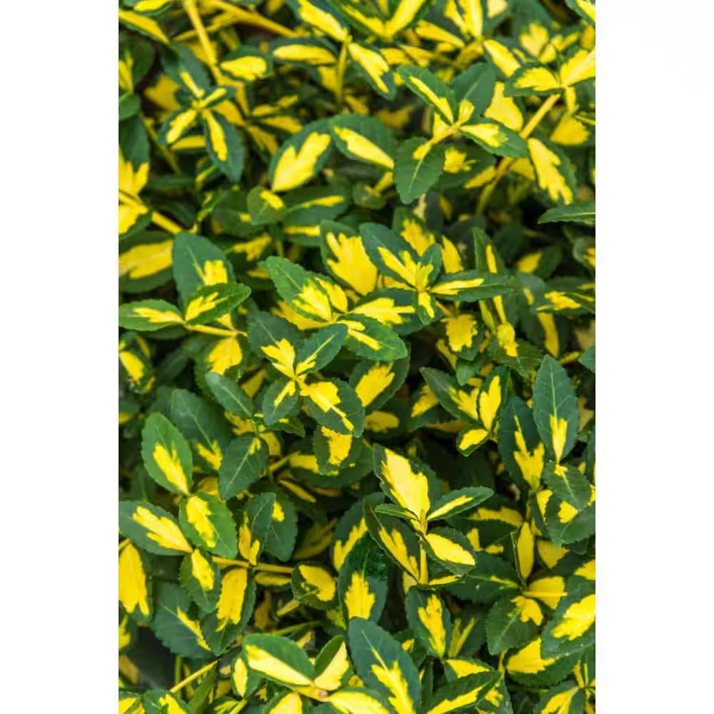 1 Gal. Pot Moonshadow Euonymus Broadleaf Evergreen Plant Green/Yellow Variegated
