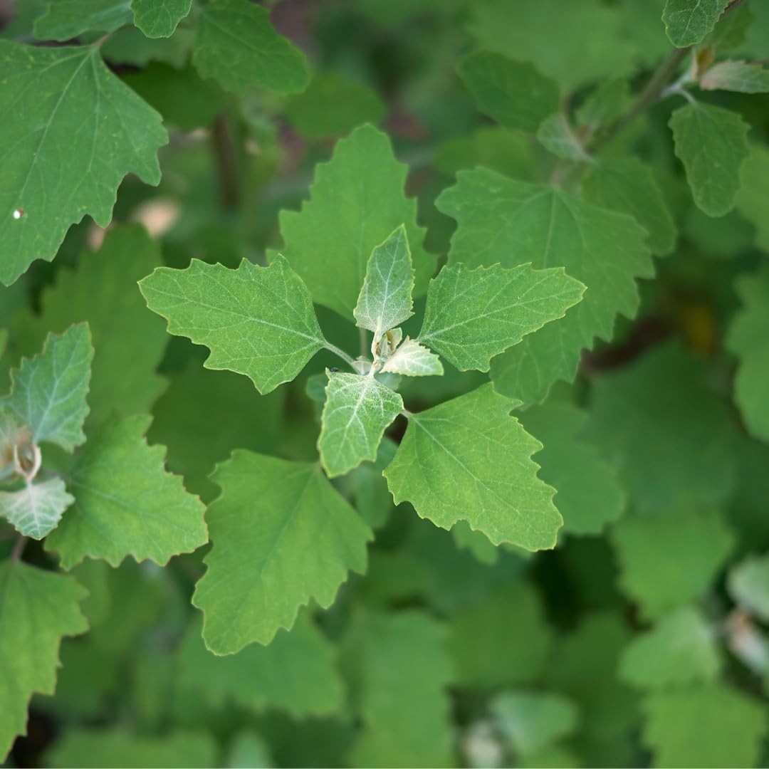 Lambs Quarters Seed for Planting – Ideal for Medicinal Planting – Herb Garden…