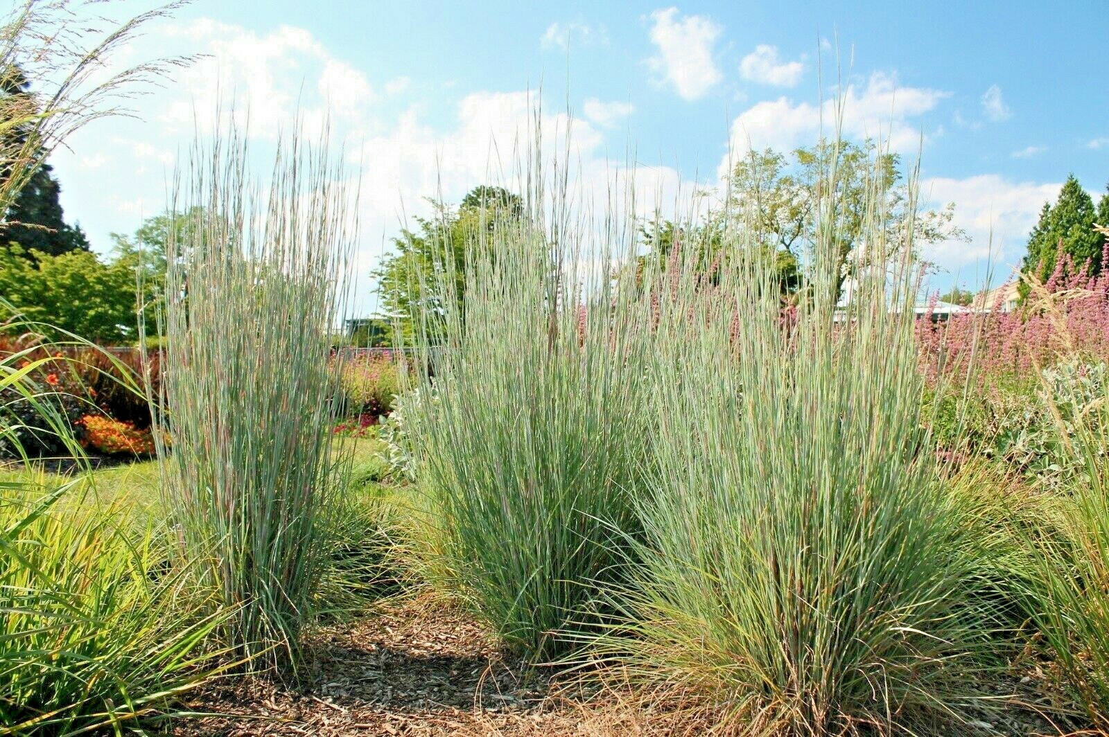 500+BIG BLUESTEM Seeds Native Tall Grass Prairie Ornamental Drought Heat Cold