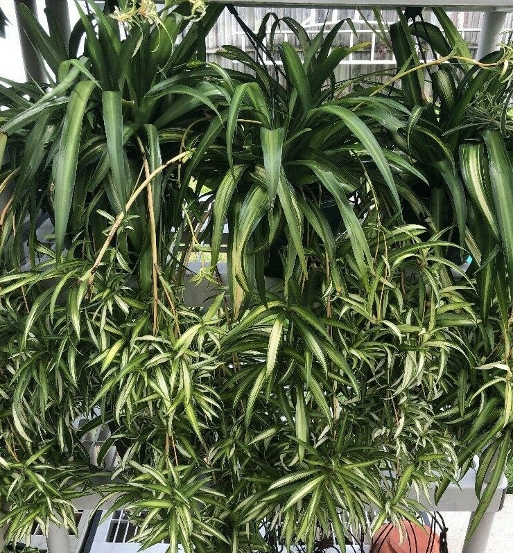 Hawaiian 4Spider Plants Babies, House Plant, Outside Porch/Patio, Baskets