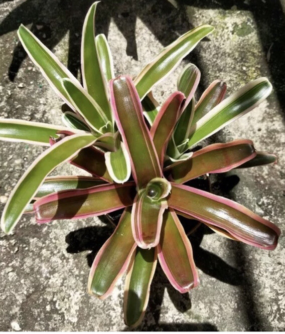 Exotic TROPICAL LANDSCAPE PLANT Pup Bromeliad White Red Green colorful unbranded