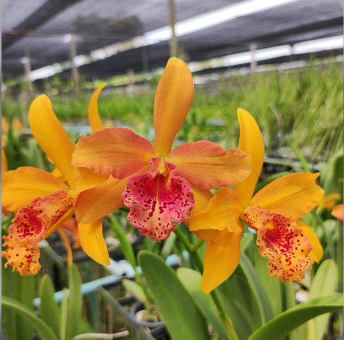 Rby Copper Queen Orange Yellow Red Spotty Bloom Size Orchid Hybrid 4” Pot