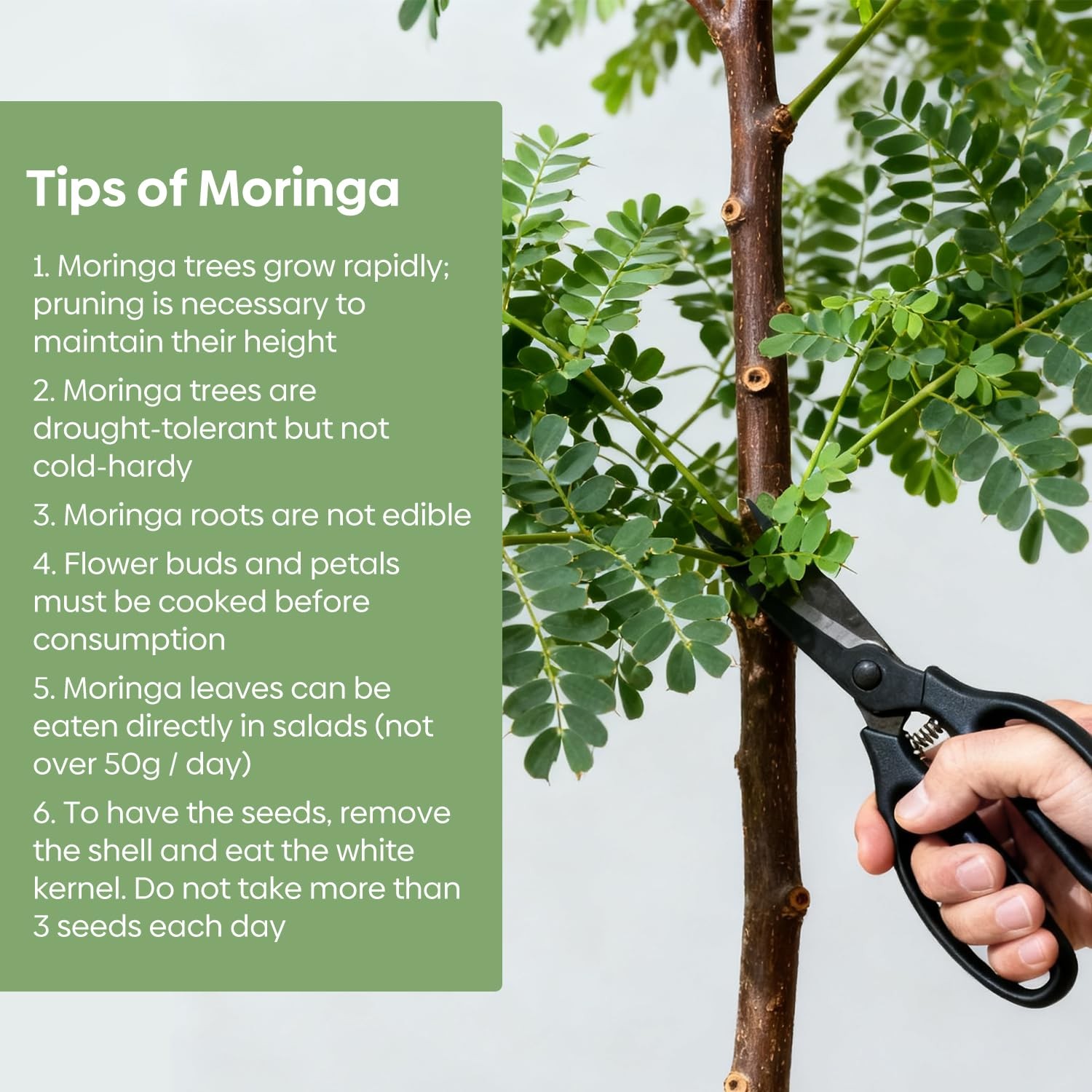 Groundio Moringa Seeds for Planting, 2 Ounce 140+ Seeds, 100% 2 Ounce, brown