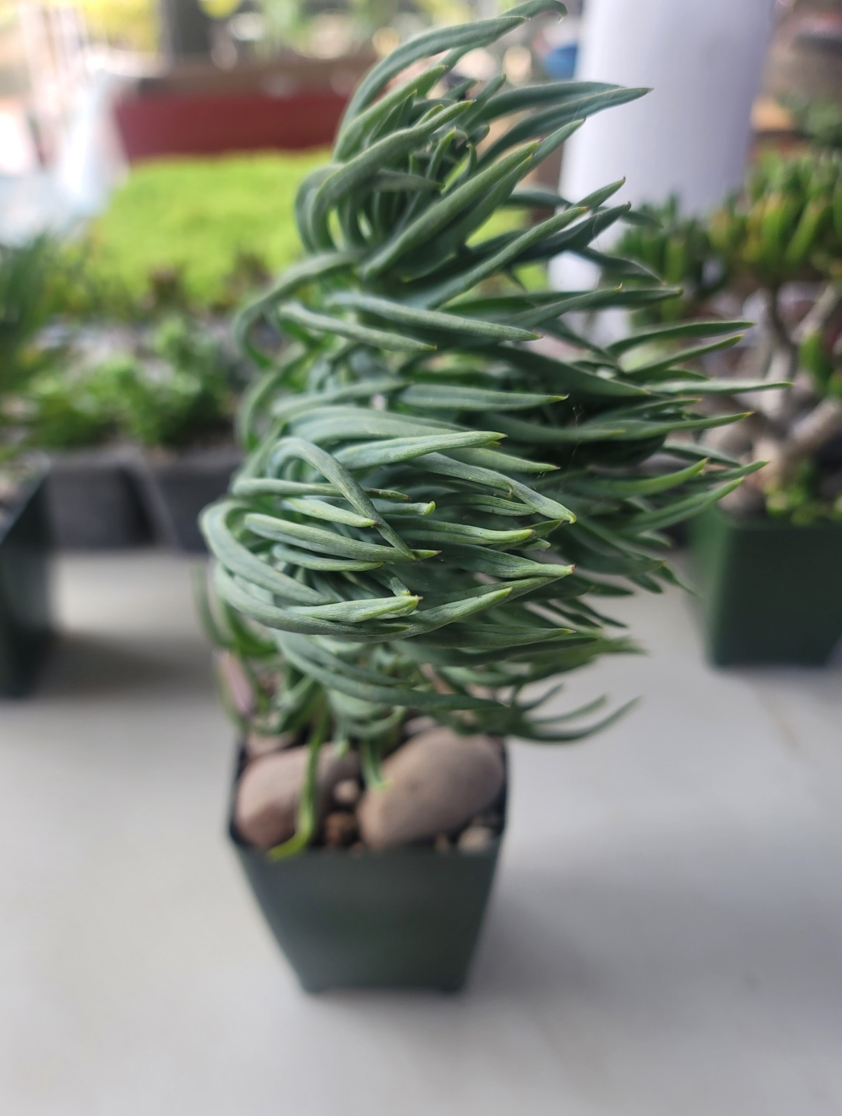 Live Rooted Senecio Vitalis “Blue Chalk Fingers” Succulent In 4″ Pot