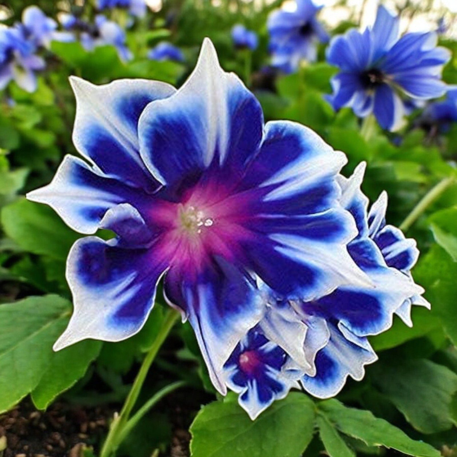 100pcs Morning Glory Seeds – Beautiful Perennial Climbing Flowers for Your Garde