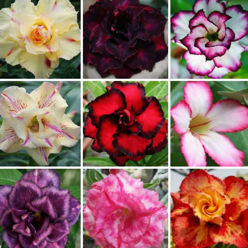 15 Adenium Obesum Mixed Color Seeds Desert Rose Bonsai Succulent Plant Rare