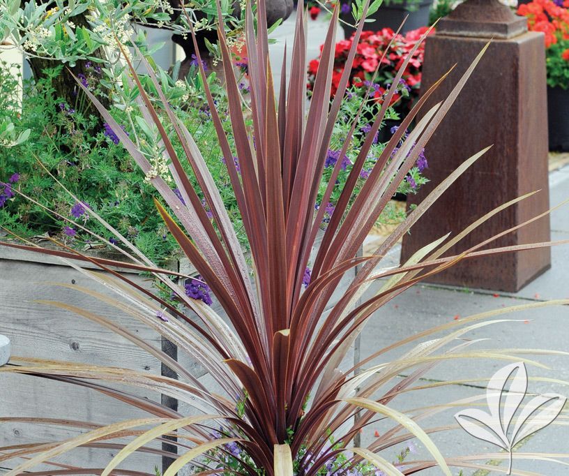 DRACAENA SPIKES GL 5000 SEEDS