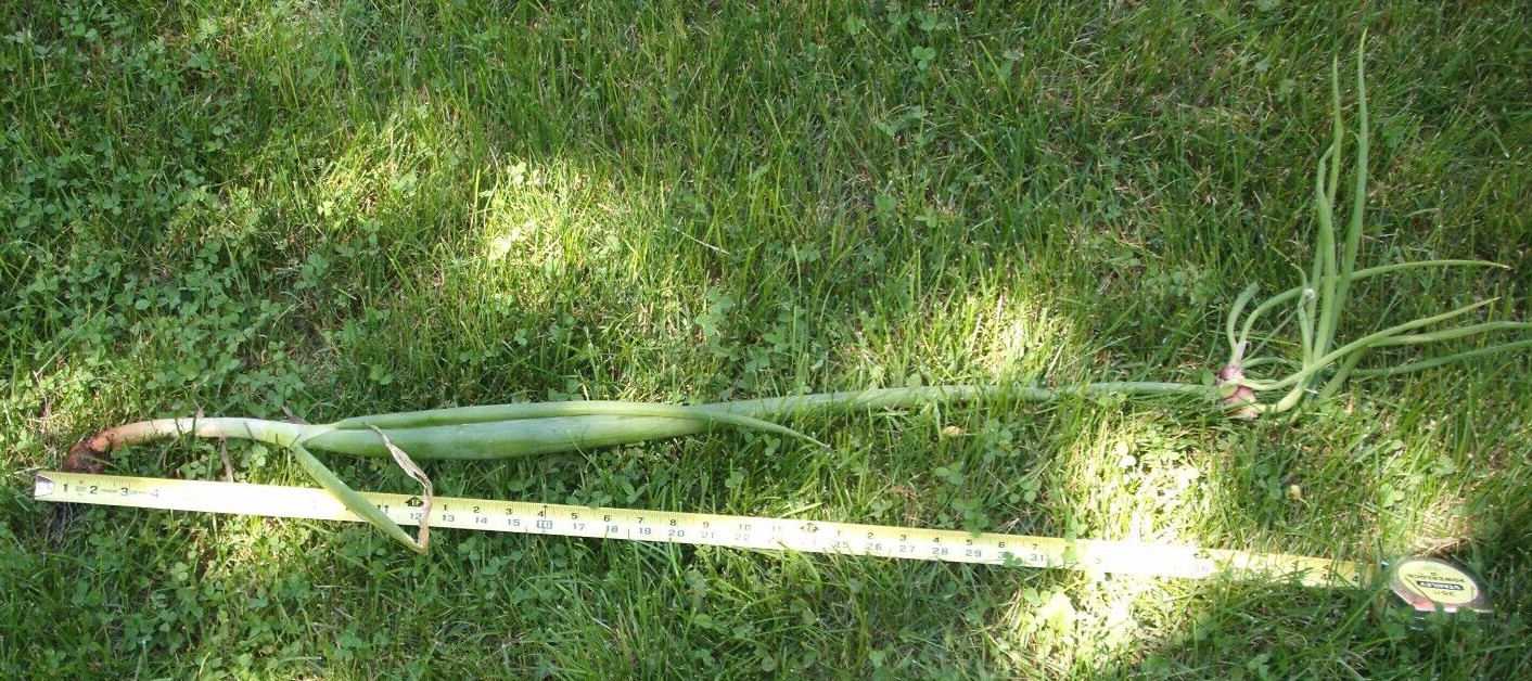 Egyptian Onions Catawissa Winter Walking Topset Spring Bulbs 12 Planters Jumbo