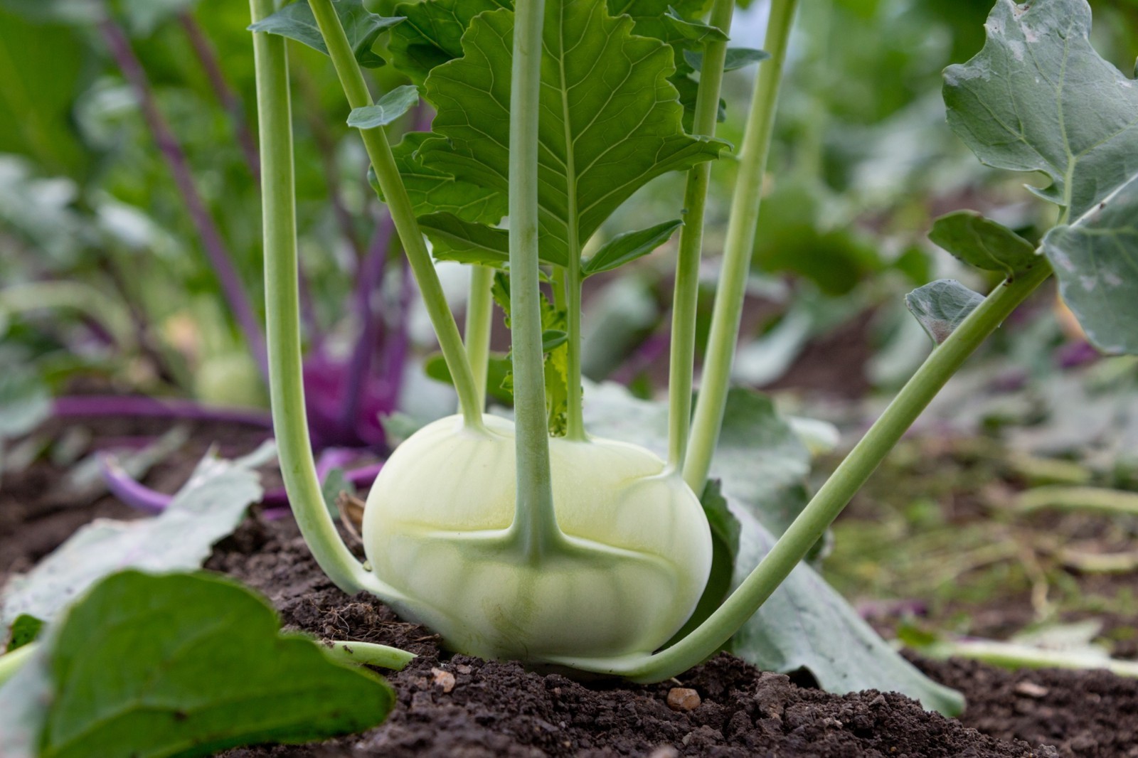 Superschmelz Giant White Kohlrabi Seeds | Heirloom Non-GMO | Fresh Garden Seeds