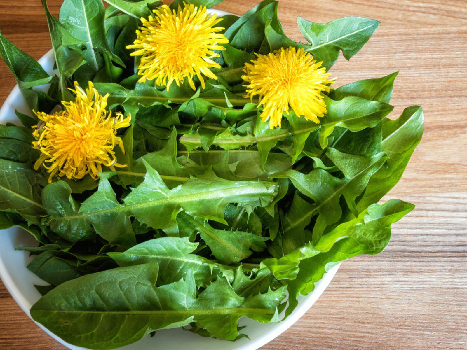 .284g/Over 500 Dandelion Seeds, Heirloom NON-GMO, Fresh Seeds for Your Garden