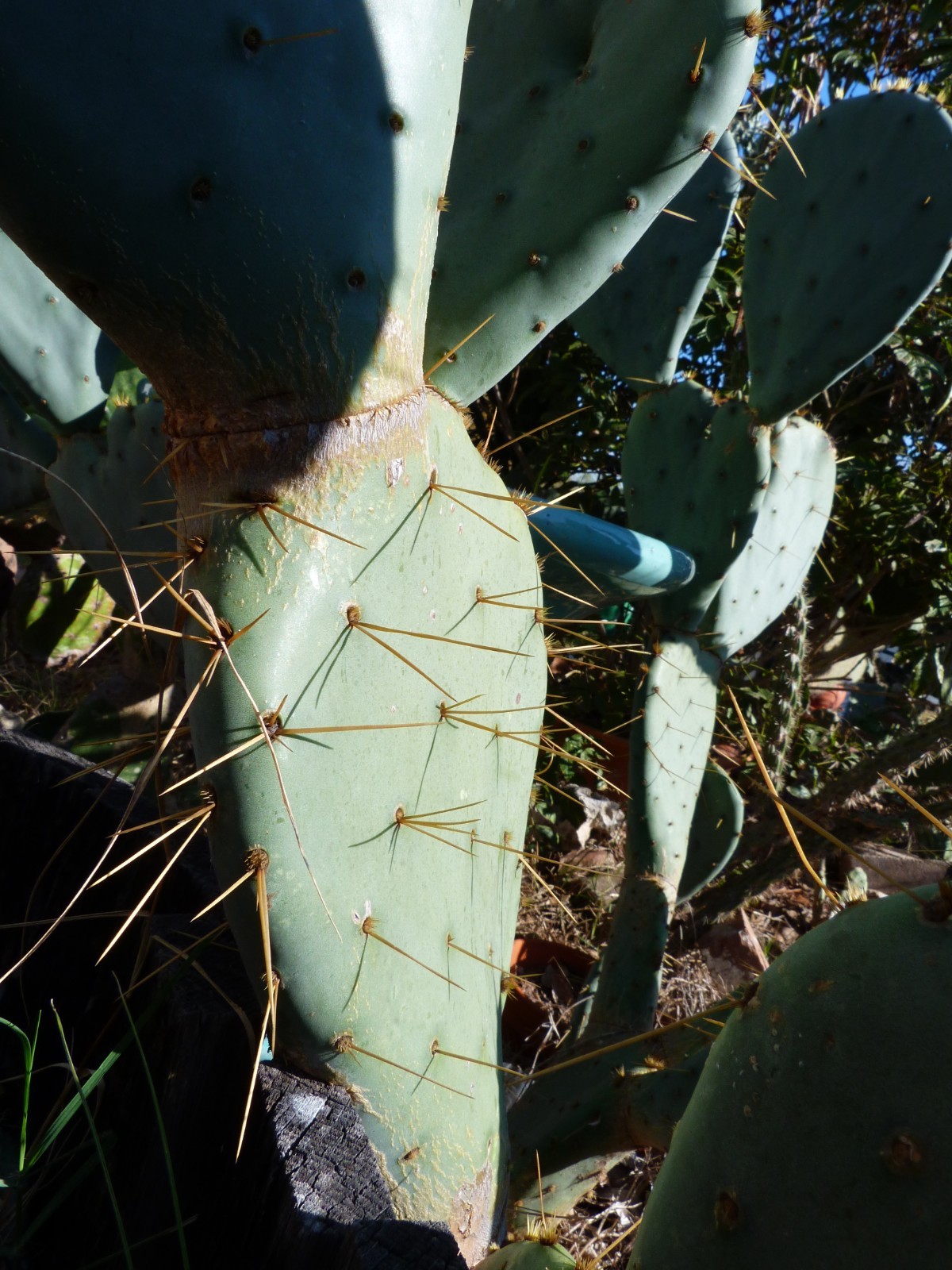 1 Nice Pad Opuntia engelmannii West Texas PRICKLY PEAR CACTUS nice yellow blooms