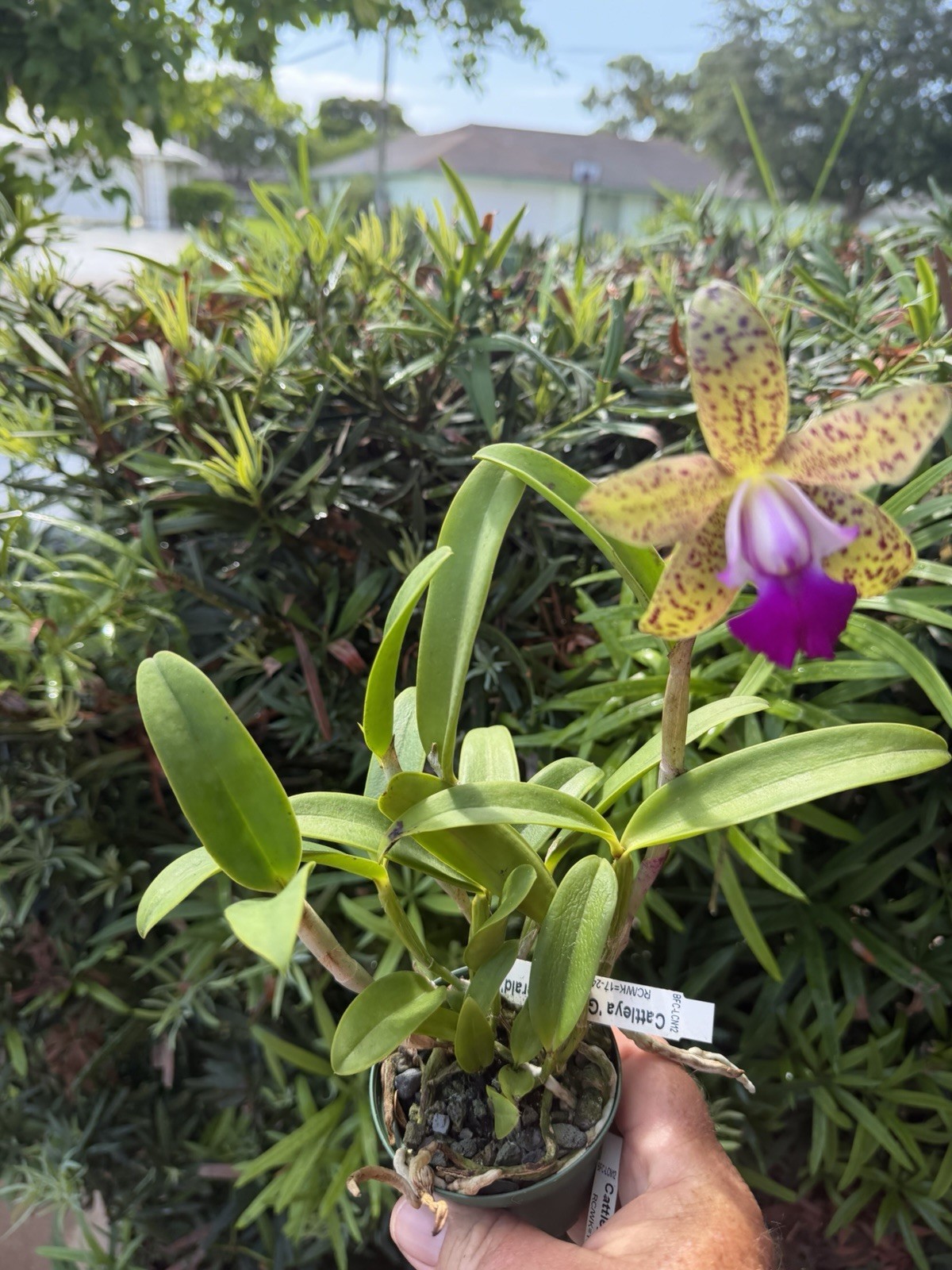 Cattleya Green Emerald Orchid Plant SPOTS! Mini! CUTE!