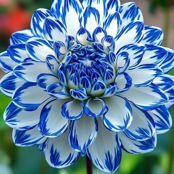 Dahlia Flower Seeds for Planting, 500+ Mixed Dahlia Seeds, Perennial Flower P…