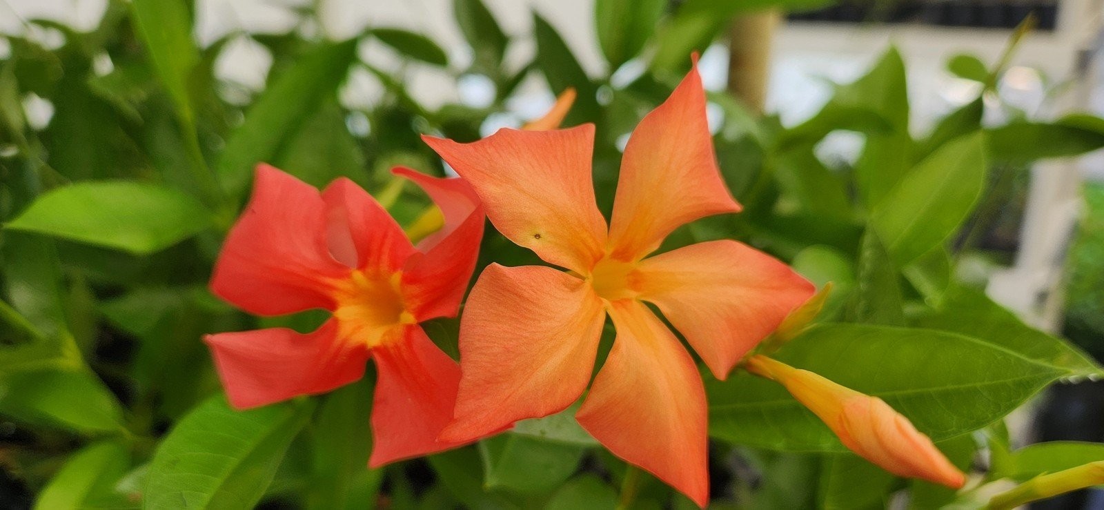 Mandevilla NEW! 2024 FiredUp Orange Starter Plant, Lot of 2
