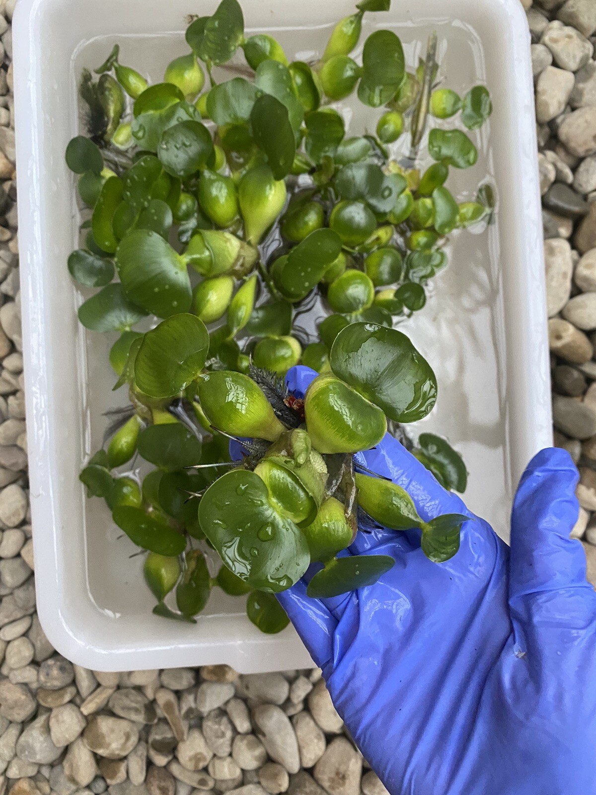 (15) Water Hyacinth Koi Pond Floating Plants Rid Algae Medium – Small 2”-4”