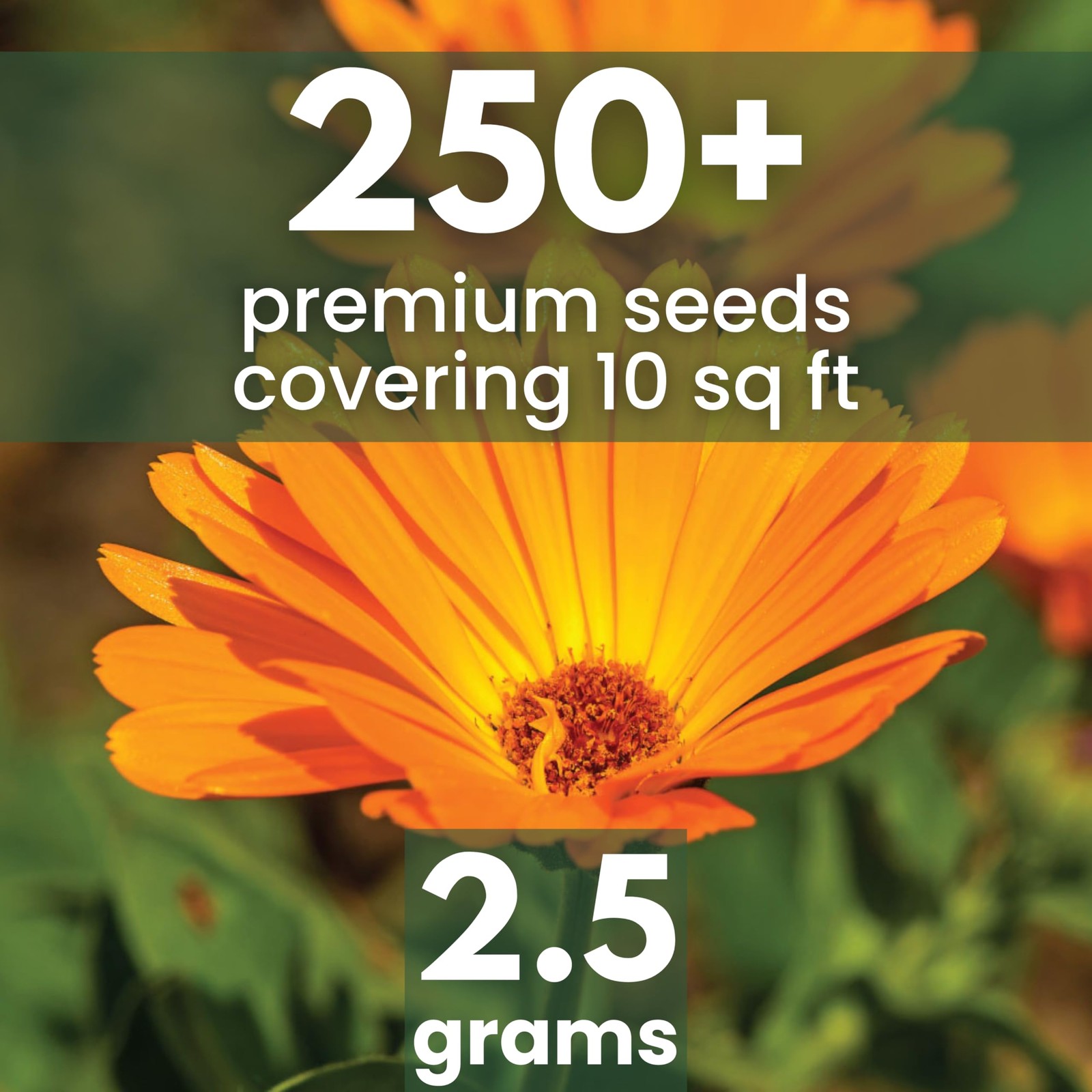 Calendula Pacific Beauty – Large 2,500mg 0.09 oz Envelope (250 Seeds)