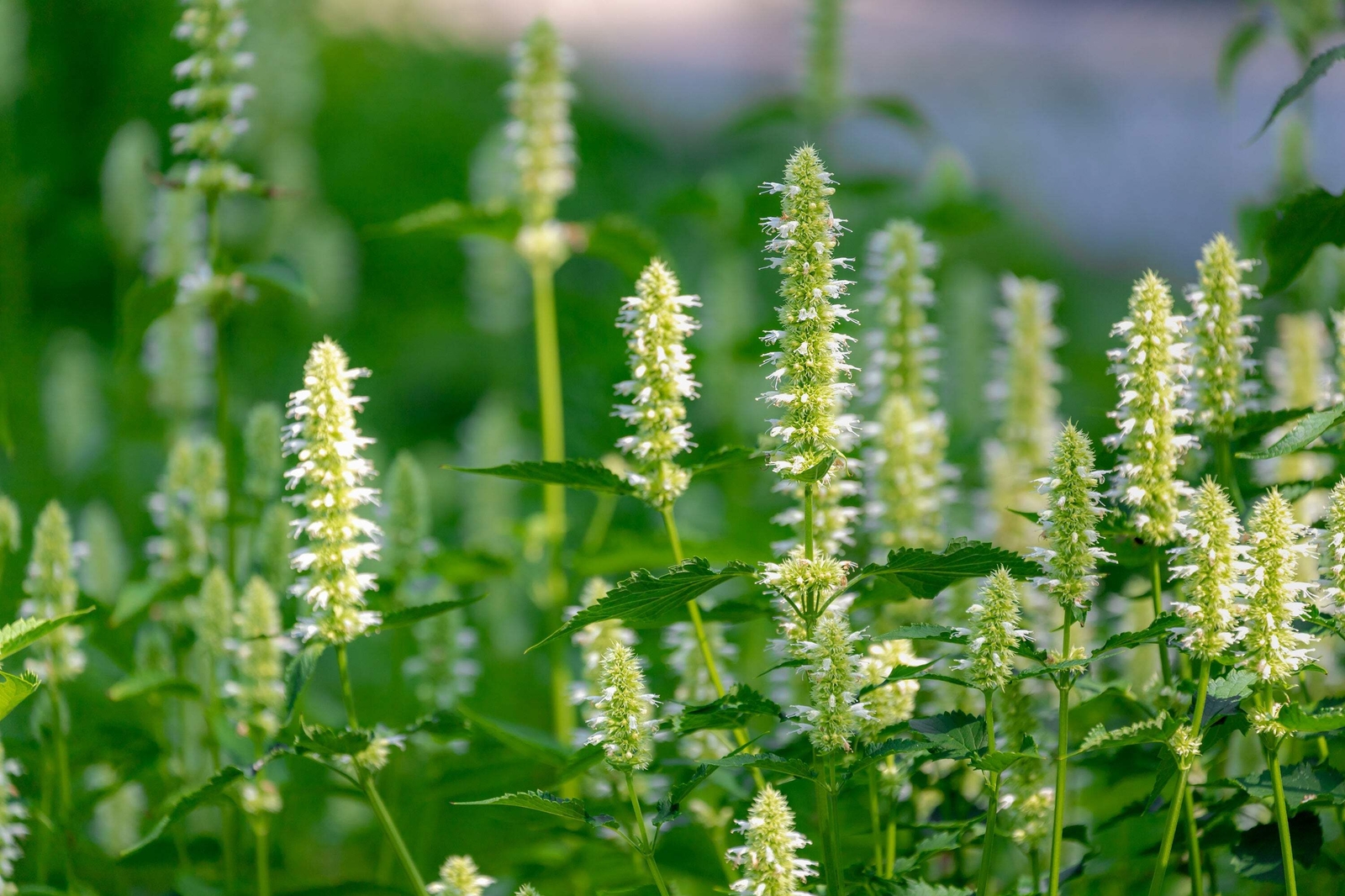 500 GIANT YELLOW HYSSOP Agastache Nepetoides Herb Flower Seeds *Flat S/H