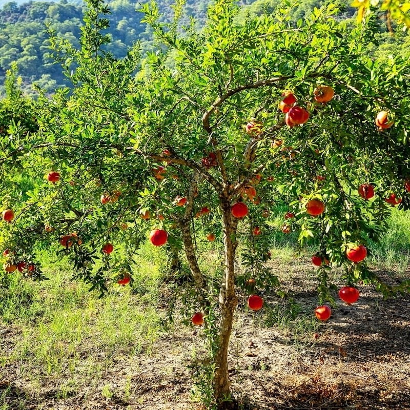 1 Afganski Pomegranate – Punica granatum – Cold Hardy Starter Plug