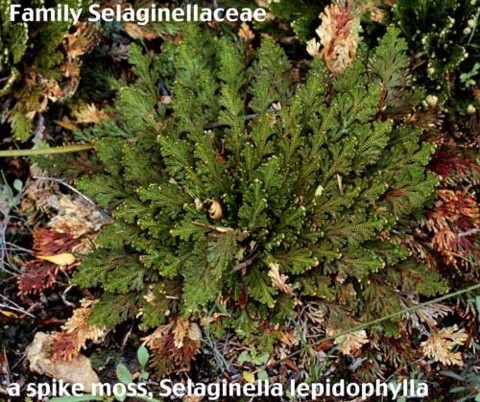 Rose of Jericho Resurrection Fern – Selaginella lepidophylla