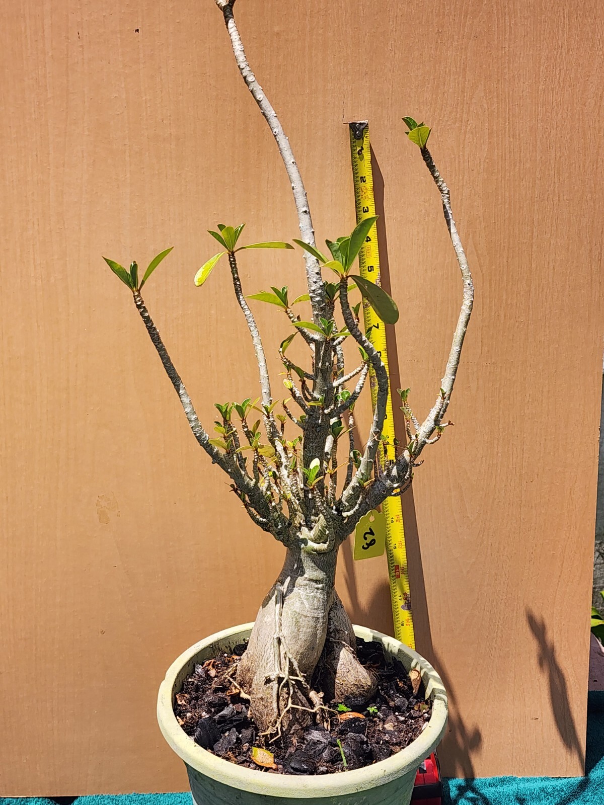 #82 Adenium obesum Desert Rose . RARE CORAL Plant perfect for bonsai # !!!!