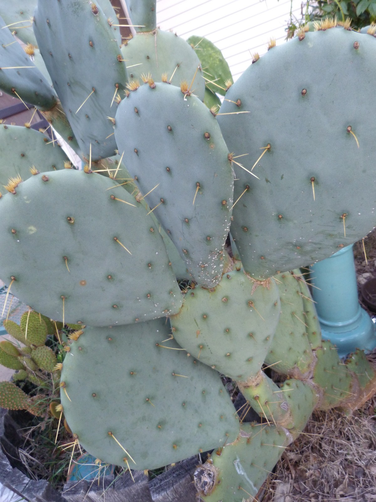 1 Nice Pad Opuntia engelmannii West Texas PRICKLY PEAR CACTUS nice yellow blooms