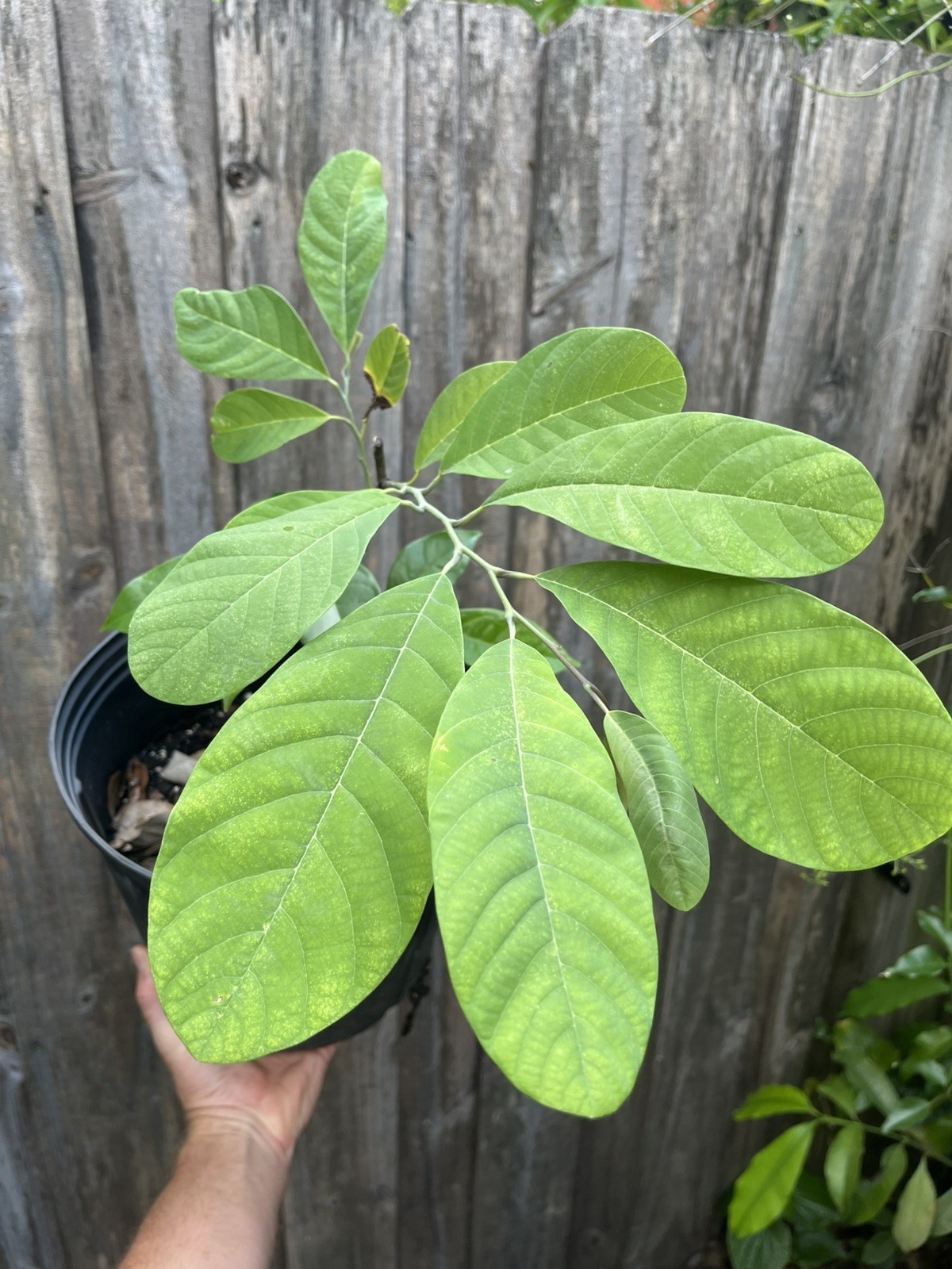 Annona diversifolia GRAFTED Pink Ilama ‘Coatepec’ plant in 3 gal pot