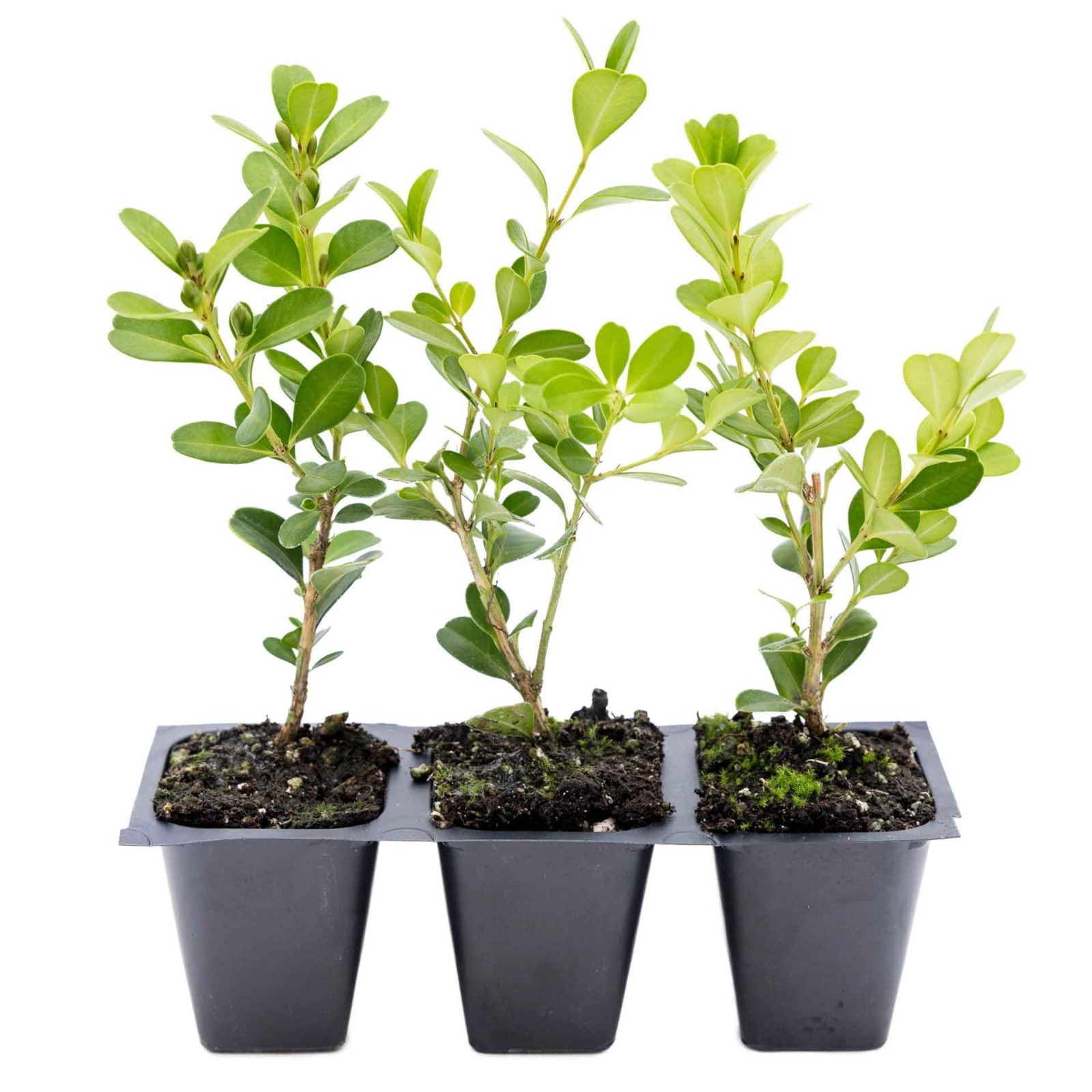 3 Japanese Boxwood Plants in 2.5” Cubes, Dense & Compact Evergreen Shrub (Buxus)