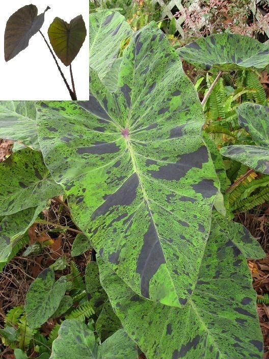 Rare Colocasia Mojito Elephant, Ear esculenta – Starter Live Plant
